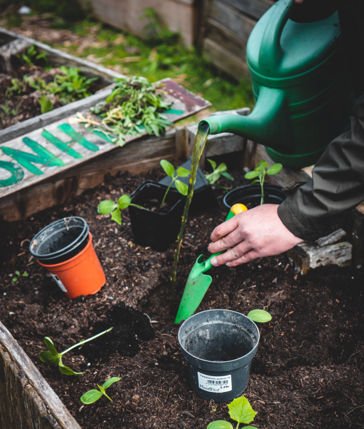 A Beginner's Guide to Gardening