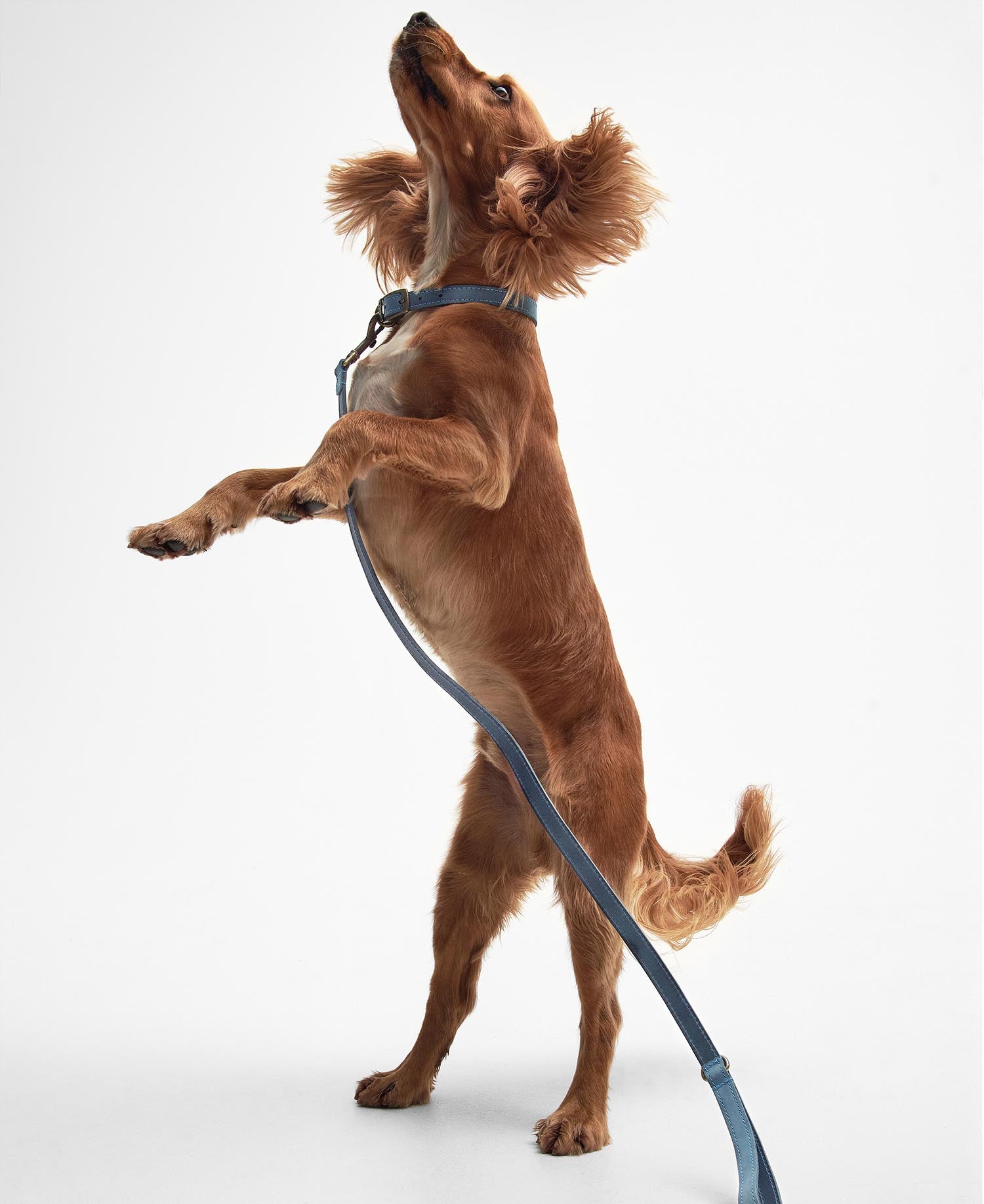 Leather Dog Lead Blue