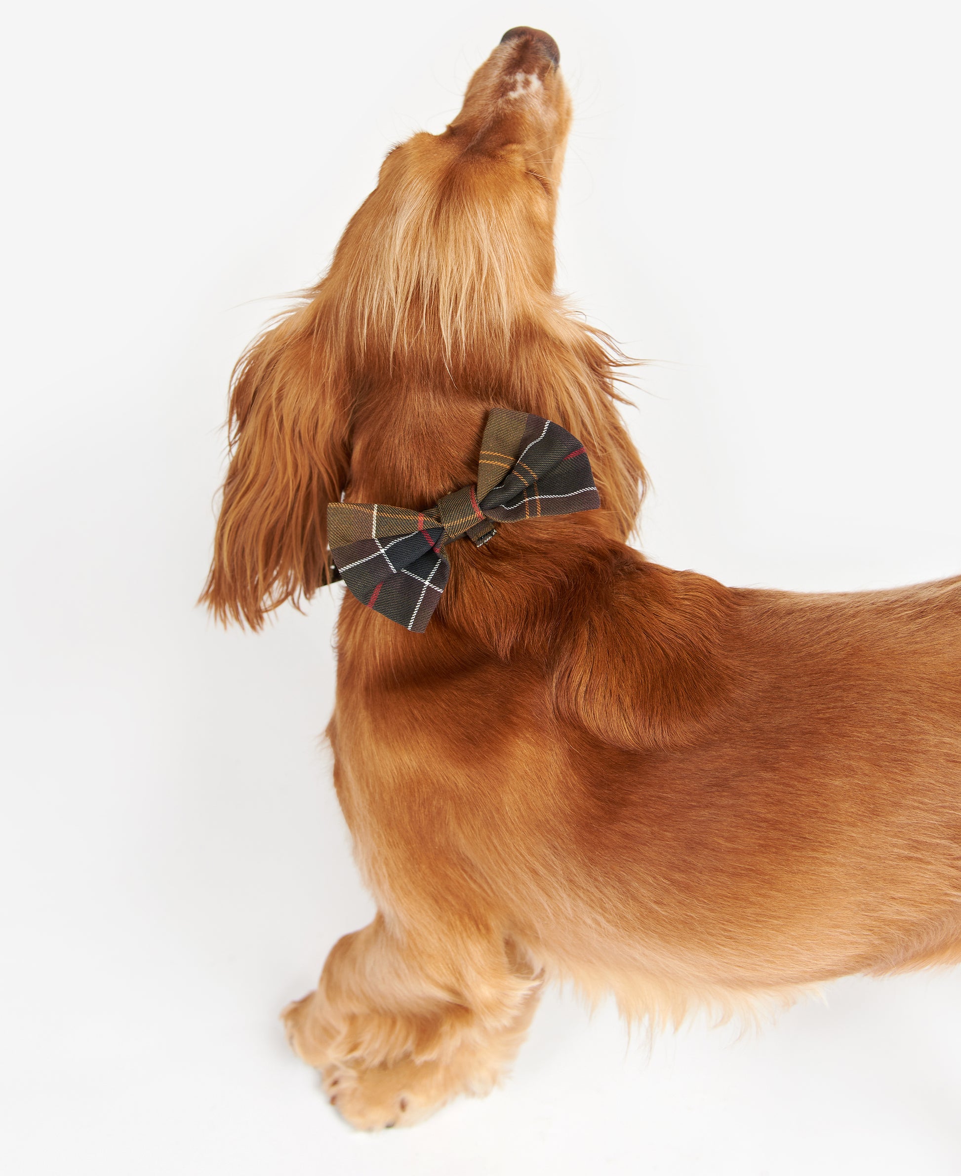 Dog Bow Tie Classic Tartan