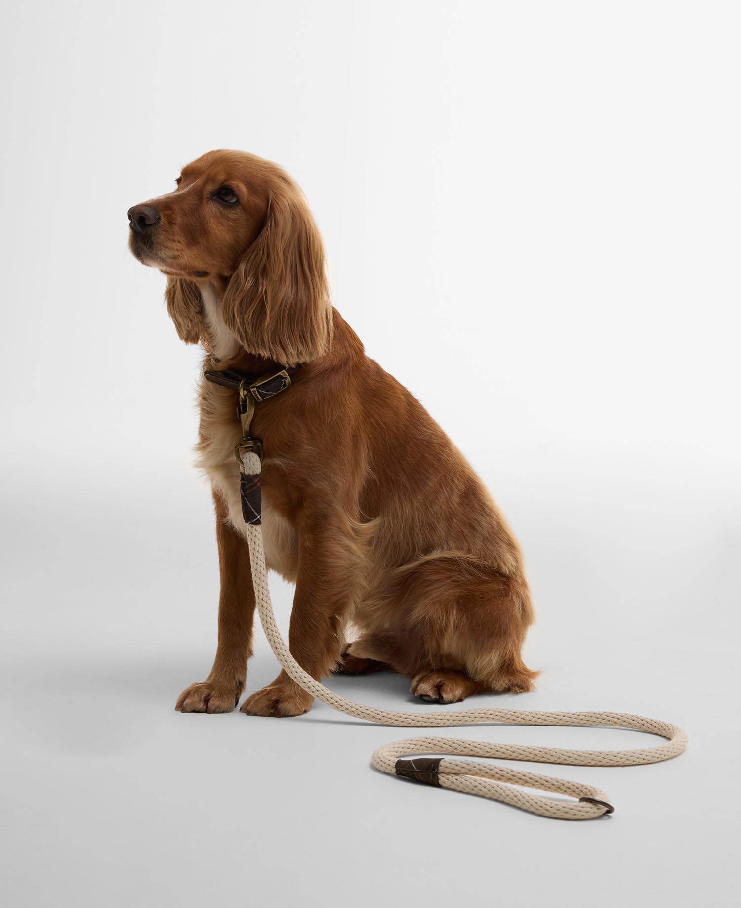 Cotton Rope Dog Lead