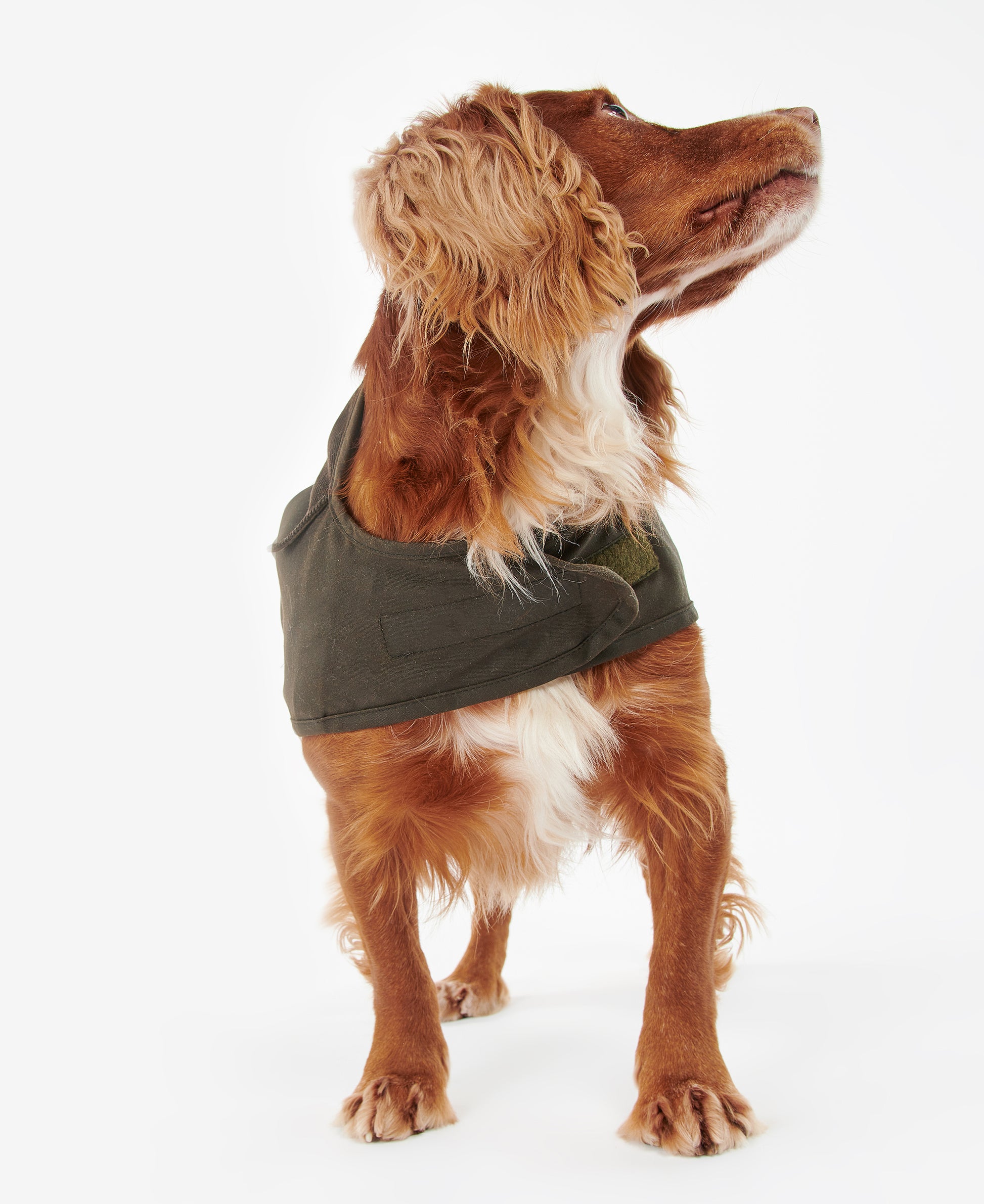 2 in 1 Wax Dog Coat Olive
