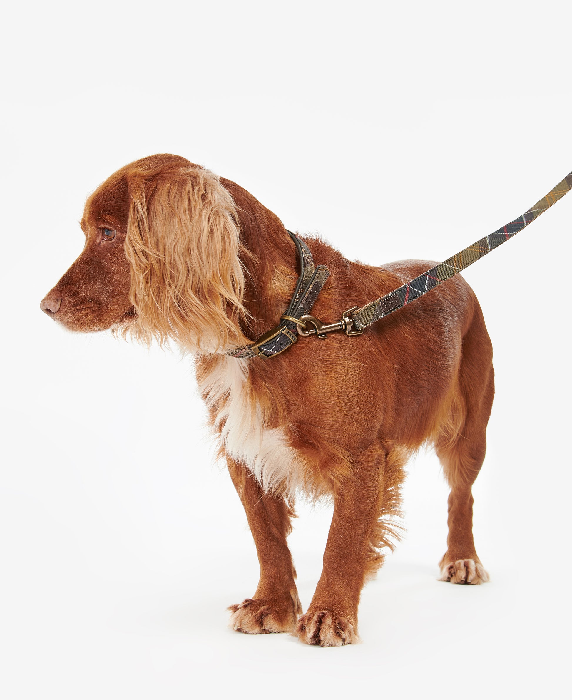 Tartan/Webbing Dog Lead