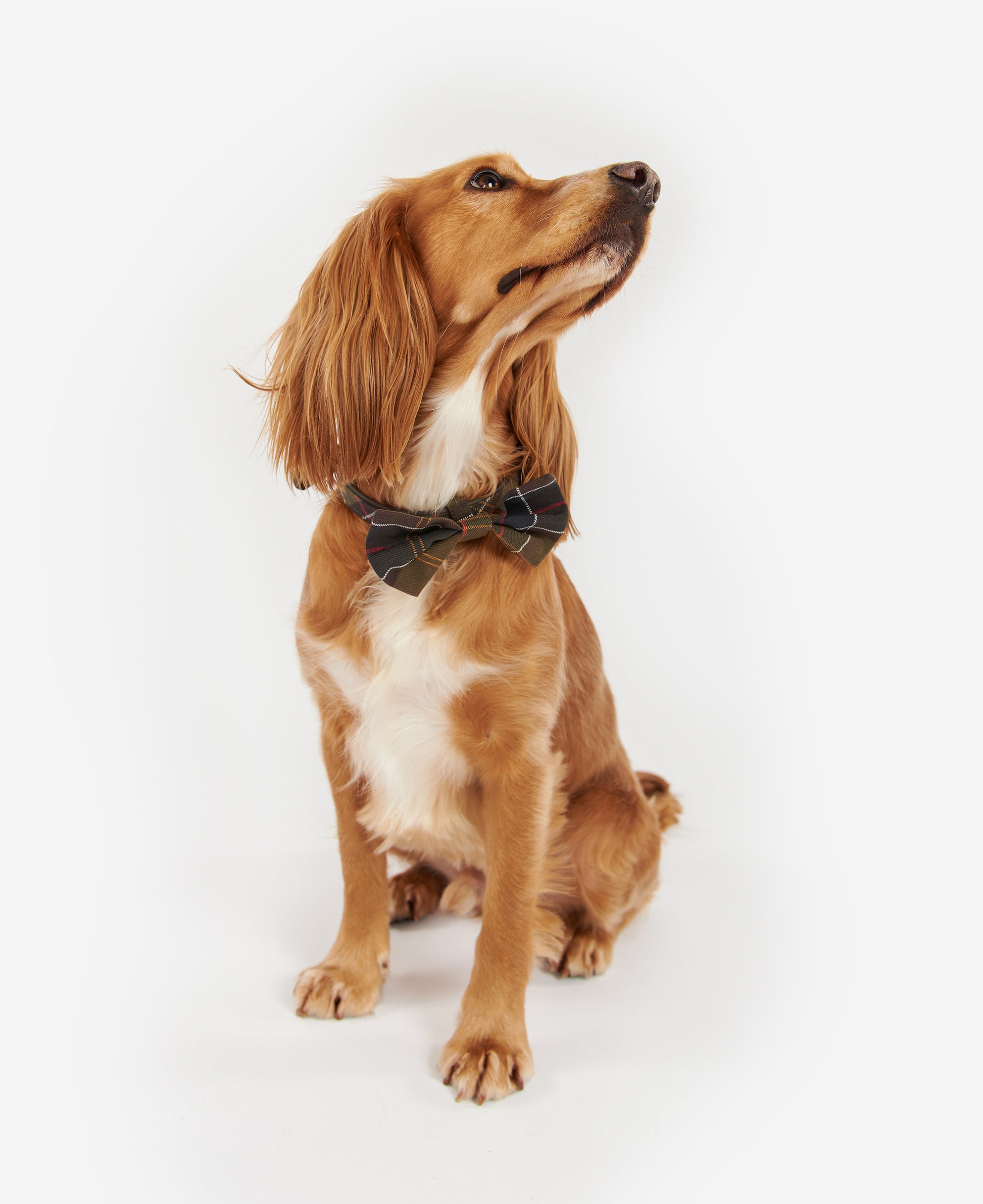 Dog Bow Tie Classic Tartan