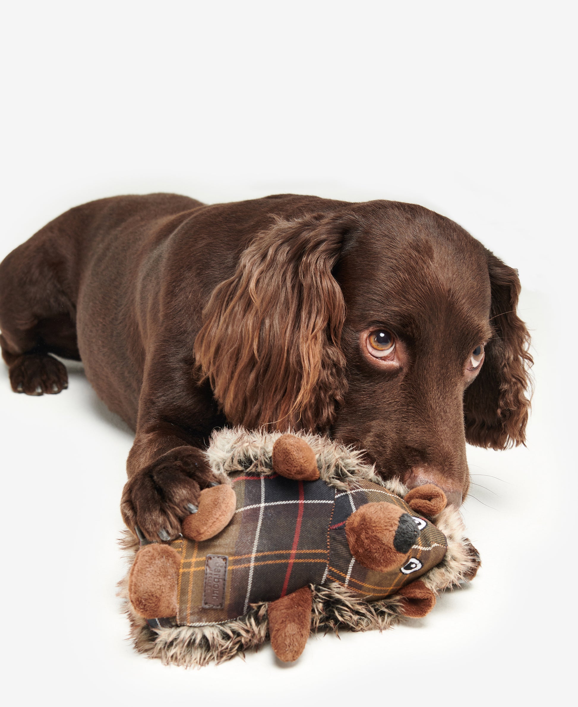 Dog Hedgehog Toy