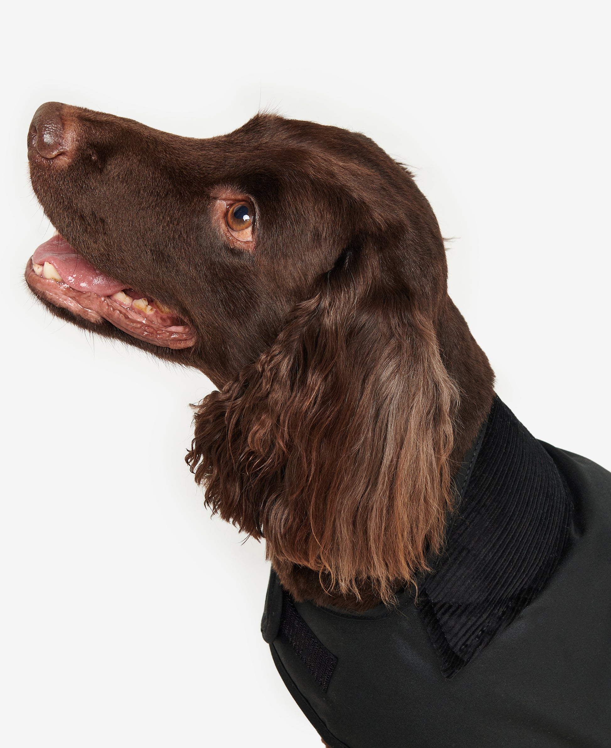 Barbour Wax Dog Coat Black