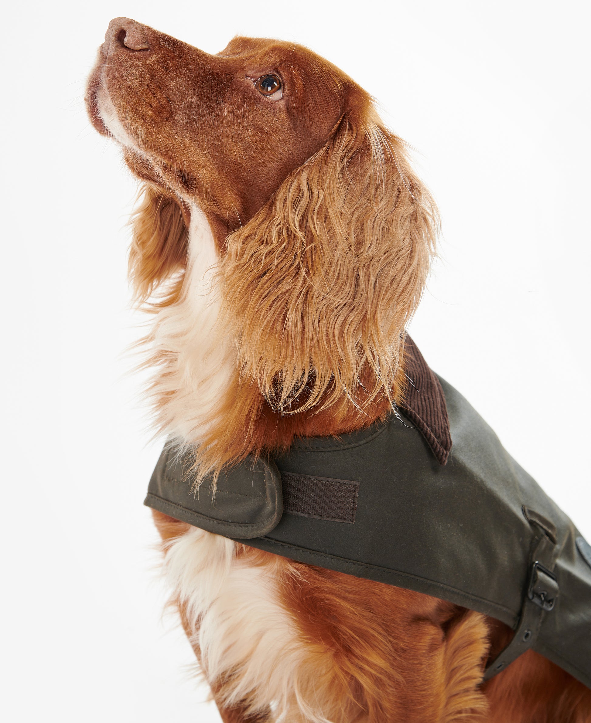 Barbour Wax Dog Coat Olive