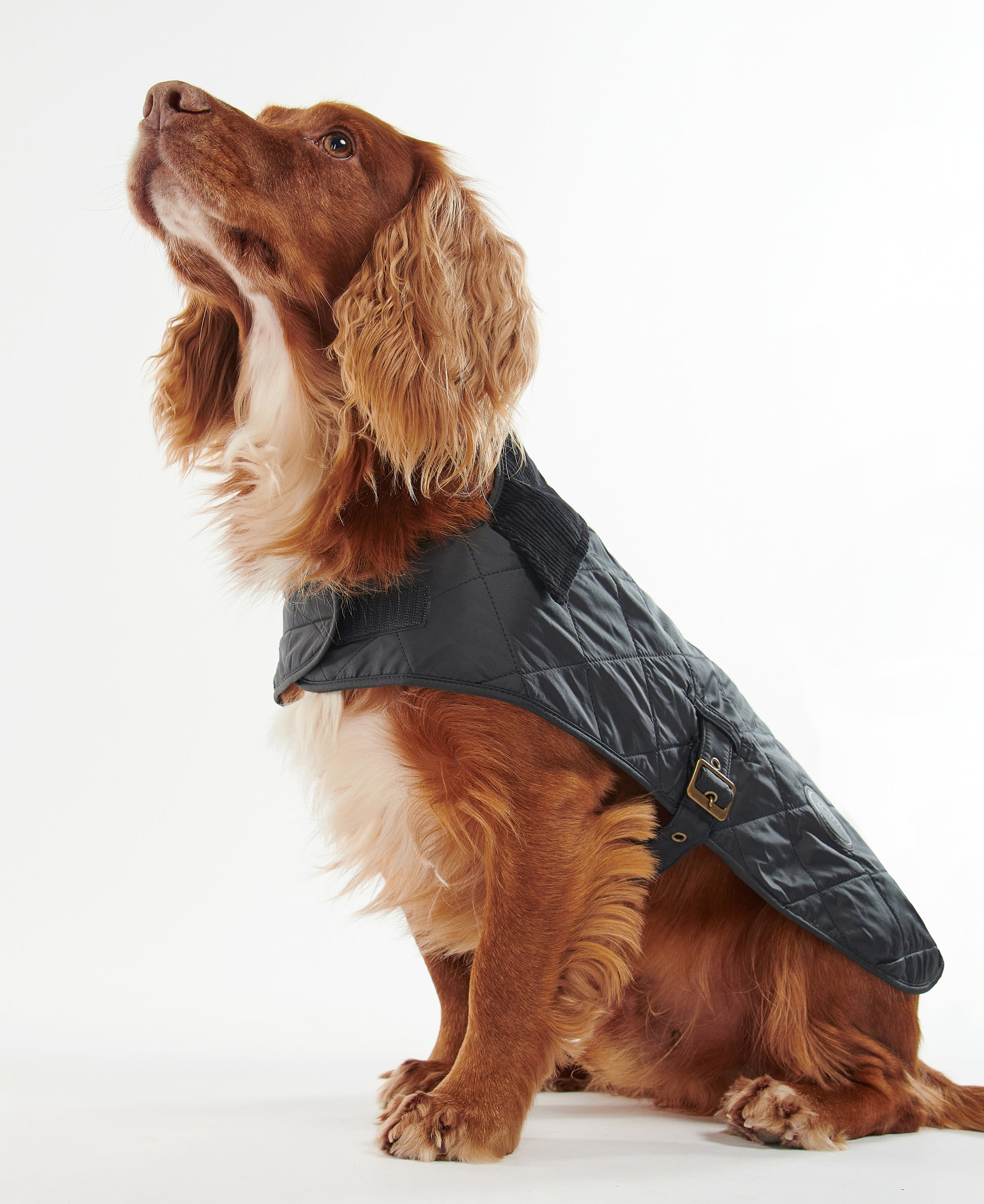 Quilted Dog Coat Black