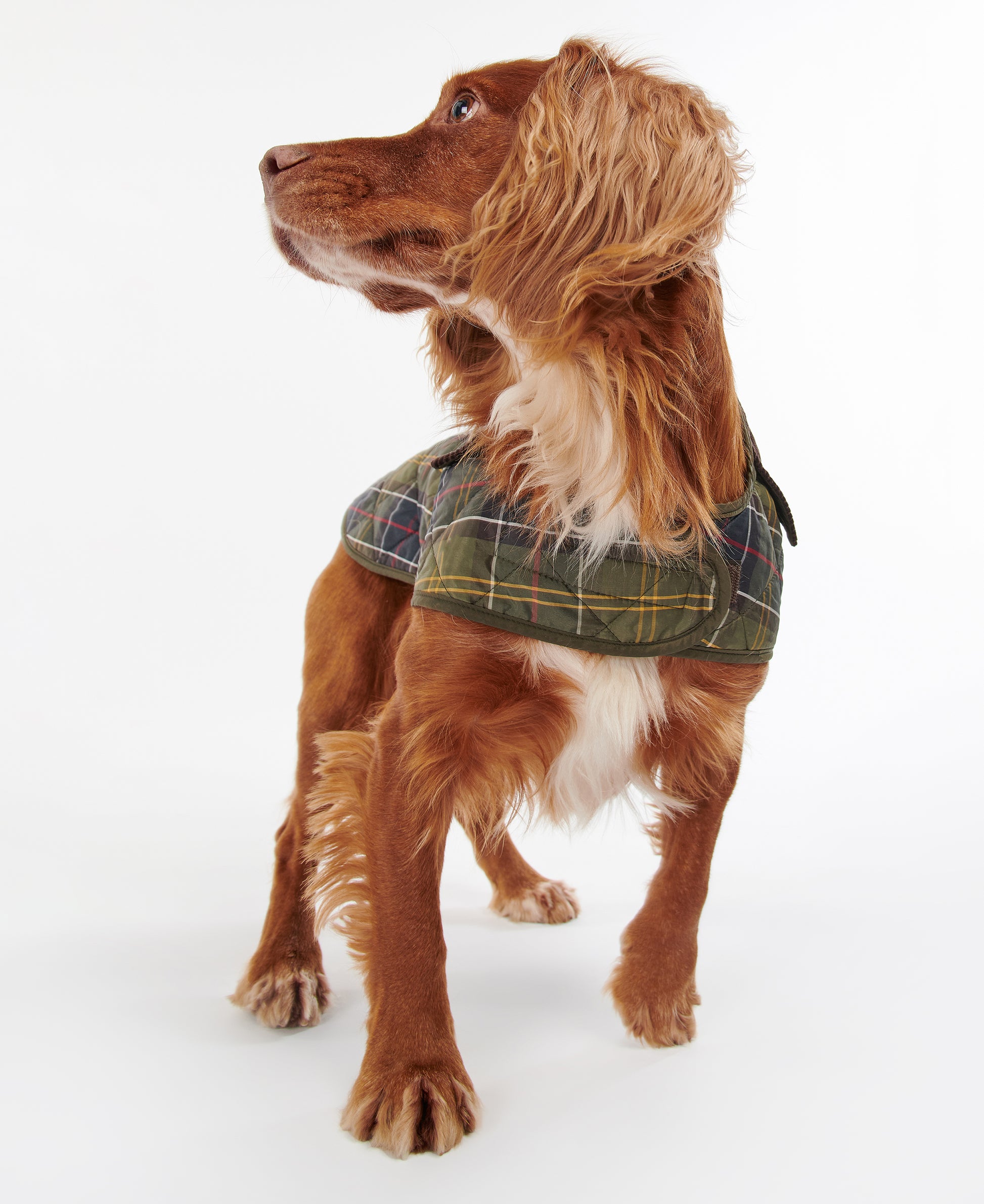 Tartan Dog Coat Classic Tartan